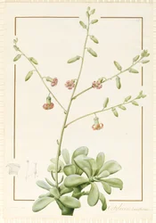 Cotyledon Cardiflorum, 1813